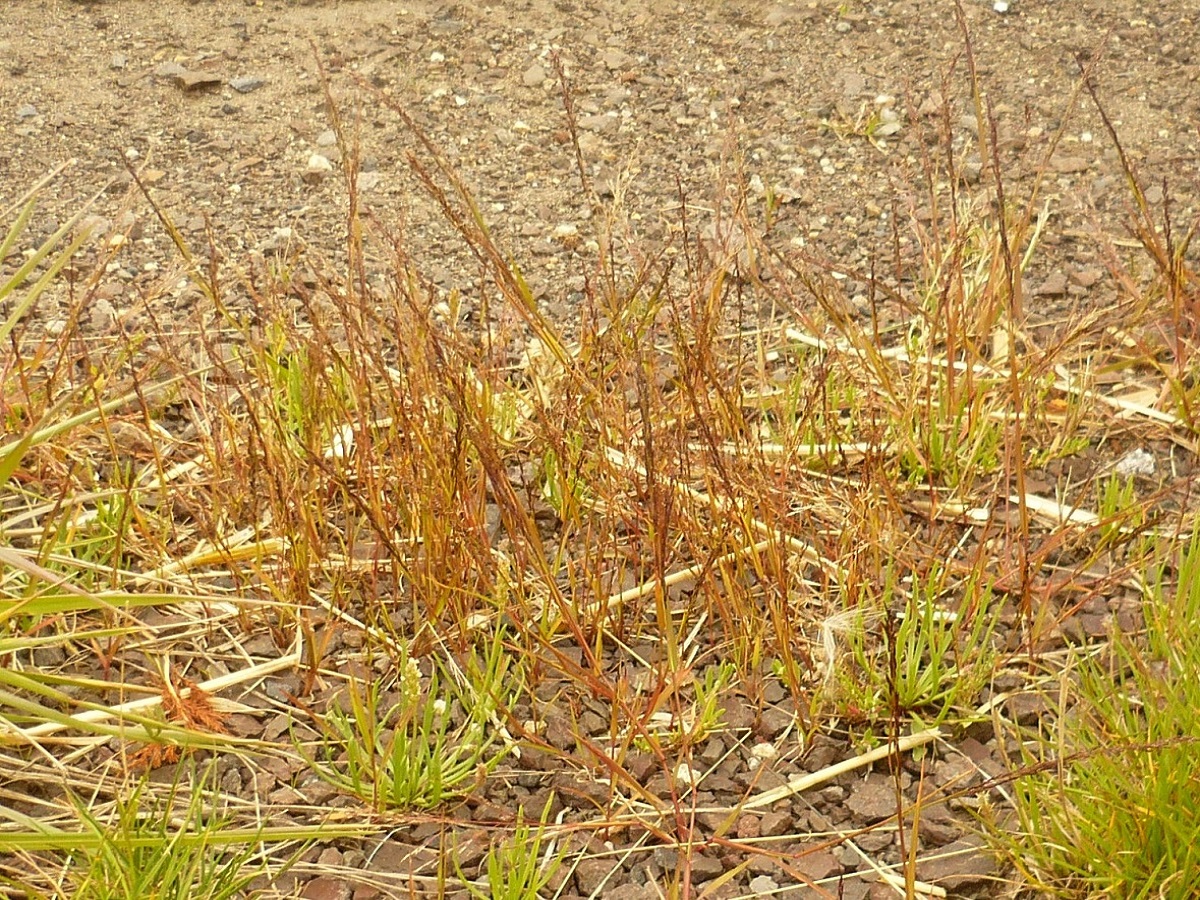 Eragrostis pilosa (Poaceae)